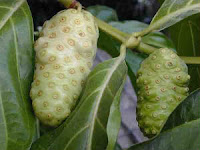 buah mengkudu