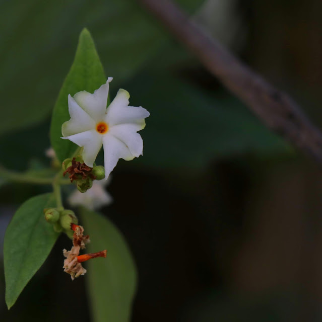 Exotic Flower Category - Night-flowering jasmine Flower