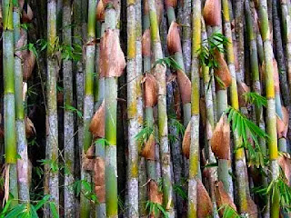 12 Ciri ciri Bambu  Apus Tali Beserta 5 Kelebihan  dan 3 