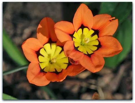 Esparáxis-Sparaxis-tricolor-Arlequina-Flor-arlequim-Íris-Sparáxis