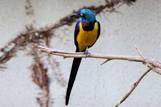 Golden-breasted Starling