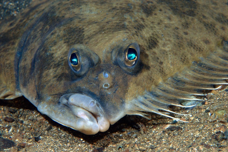  Flatfish, Ikan Aneh dengan Mata yang Sangat Aneh