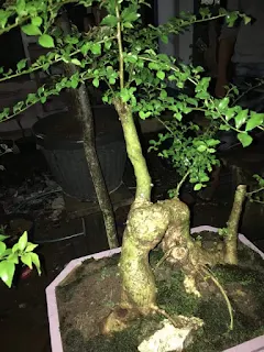 Belajar Membuat Bonsai Serut dari Tanaman Serut Liar di Kebun. Foto: Titim Matun Nasriyah