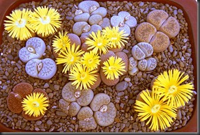 lithops_dish_garden_pic4