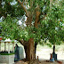 The Peepal Tree - Ficus Religiosa