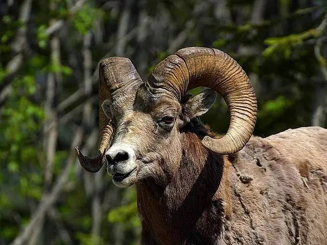 15 Animals with the Longest Horns in the World