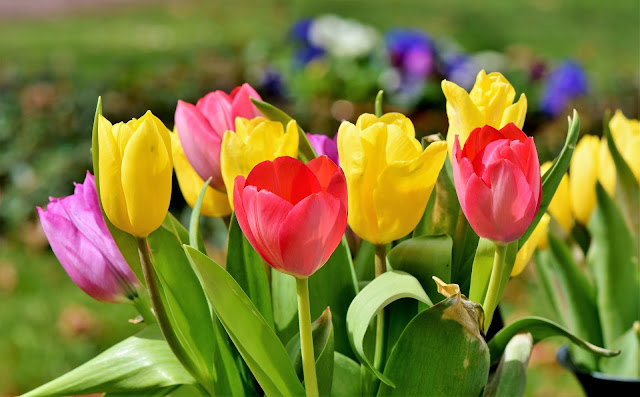  أزهار التوليب Tulipa