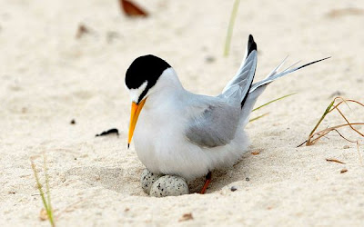 Least Terns Picture