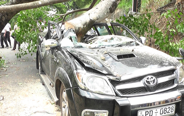 Woman dies after boo tree crushes kandy 