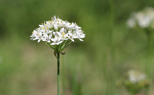 Garlic Chives Flowers Pictures