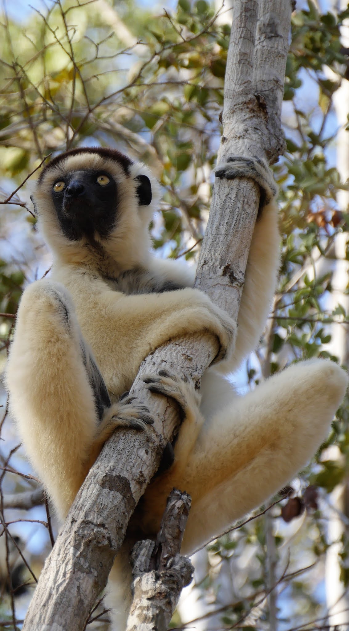 Lemur on a tree branch.