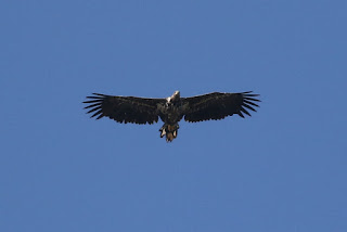 Immature White-tailed Eagle