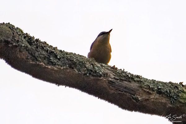 Nuthatch