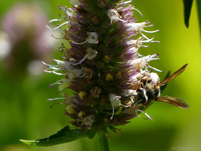 145: bee on flower