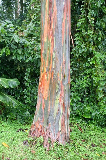 Rainbow eucaliptus3 Pohon Unik dengan Warna Pelangi