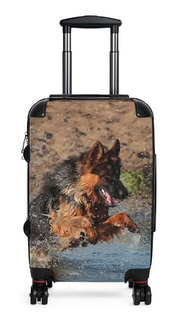 Travel Suitcase With a Giant Black and Red Long Coat German Shepherd Jumps in the River