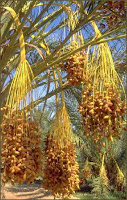 dates fruit