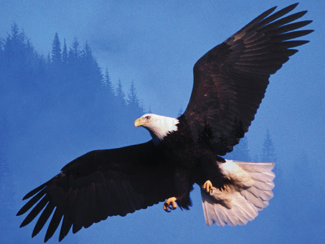 Photo Of Eagle Bird