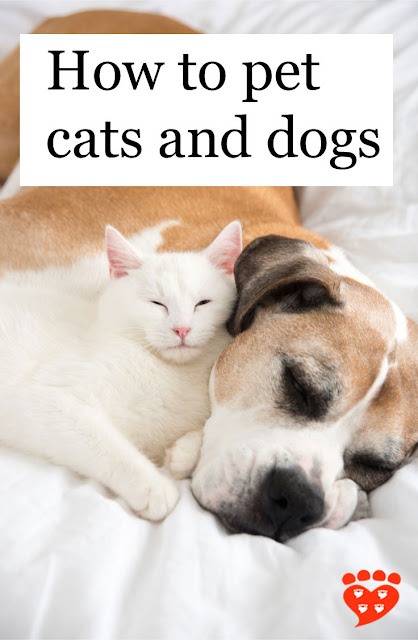 A senior Boxer dog sleeps on the bed with a white cat cuddled close