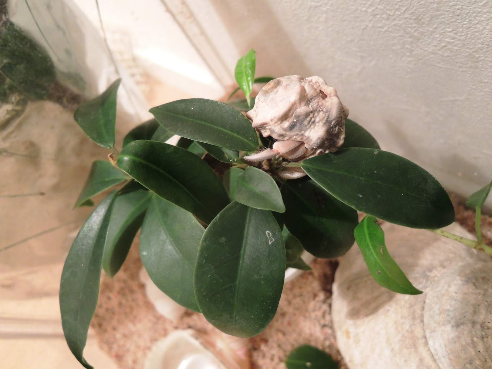 オカヤドカリ育成日記 宿替えで成長 3年目を迎えました モニオの部屋