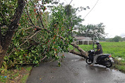 Hujan Lebat Disertai Angin Robohkan Pohon di Pinggir Jalan Rantau Kiwa