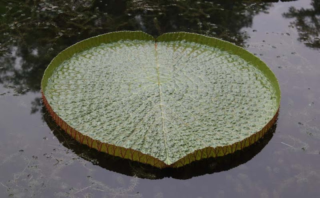 Giant Water lily Flowers Pictures