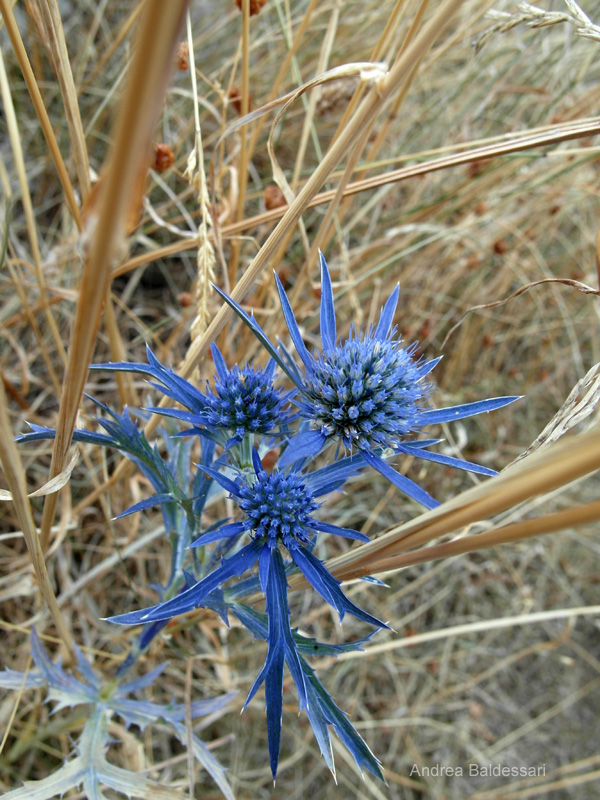 In nome dei fiori: Calcatreppola ametistina: fiore blu spinoso a forma di stella