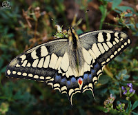 macaón​ (Papilio machaon)