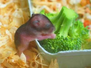 Makanan Bayi Hamster