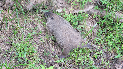 Groundhog (or Woodchuck), Marmota monax