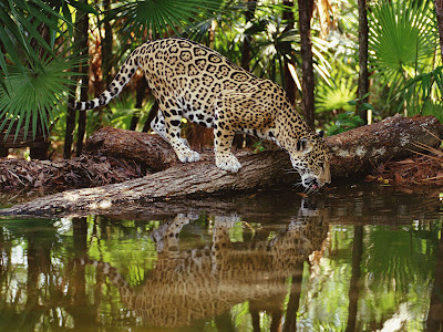 jaguars in the rainforest