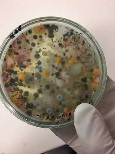 Cultivo microbiano en secadores de manos