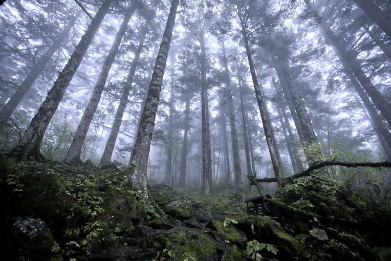 Shennongjia Forest