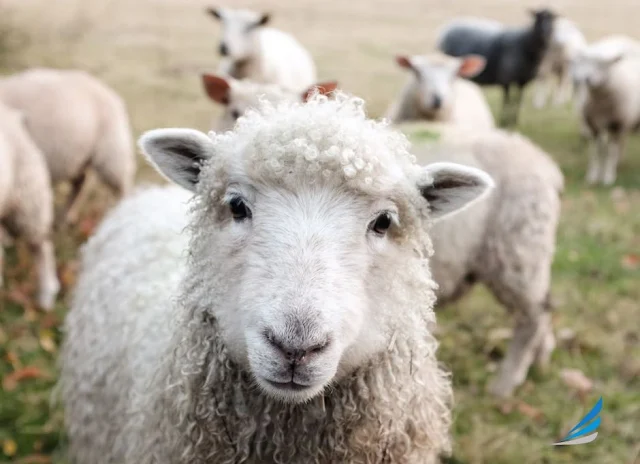 Close-up of white woolly sheep looking directly at camera with flock of sheep grazing in background pasture via unsplash