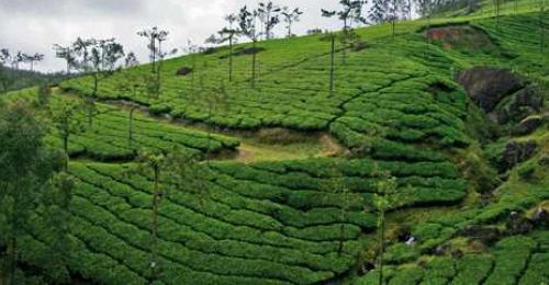 munnar-tour