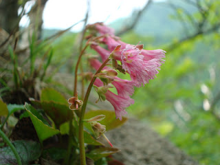 Mount Gozaisho