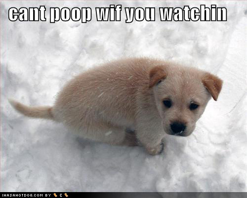 very cute puppies pictures. Toilet humor + puppies