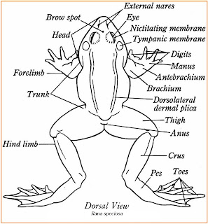 Hasil gambar untuk struktur tubuh amphibi