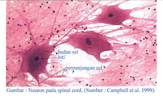 sel saraf manusia secara mikroskopis jpg