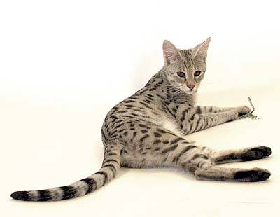 savannah cat pets infomation picture photo animal domestic