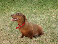 Dachshund (Canis familiaris). NHGRI researchers are part of a team that identified a retrogene that underlies the short, curved legs of dog breeds, including the dachshund and at least 18 other breeds. Credit: Tyrone Spady, NHGRI.  Date Created: 2007.