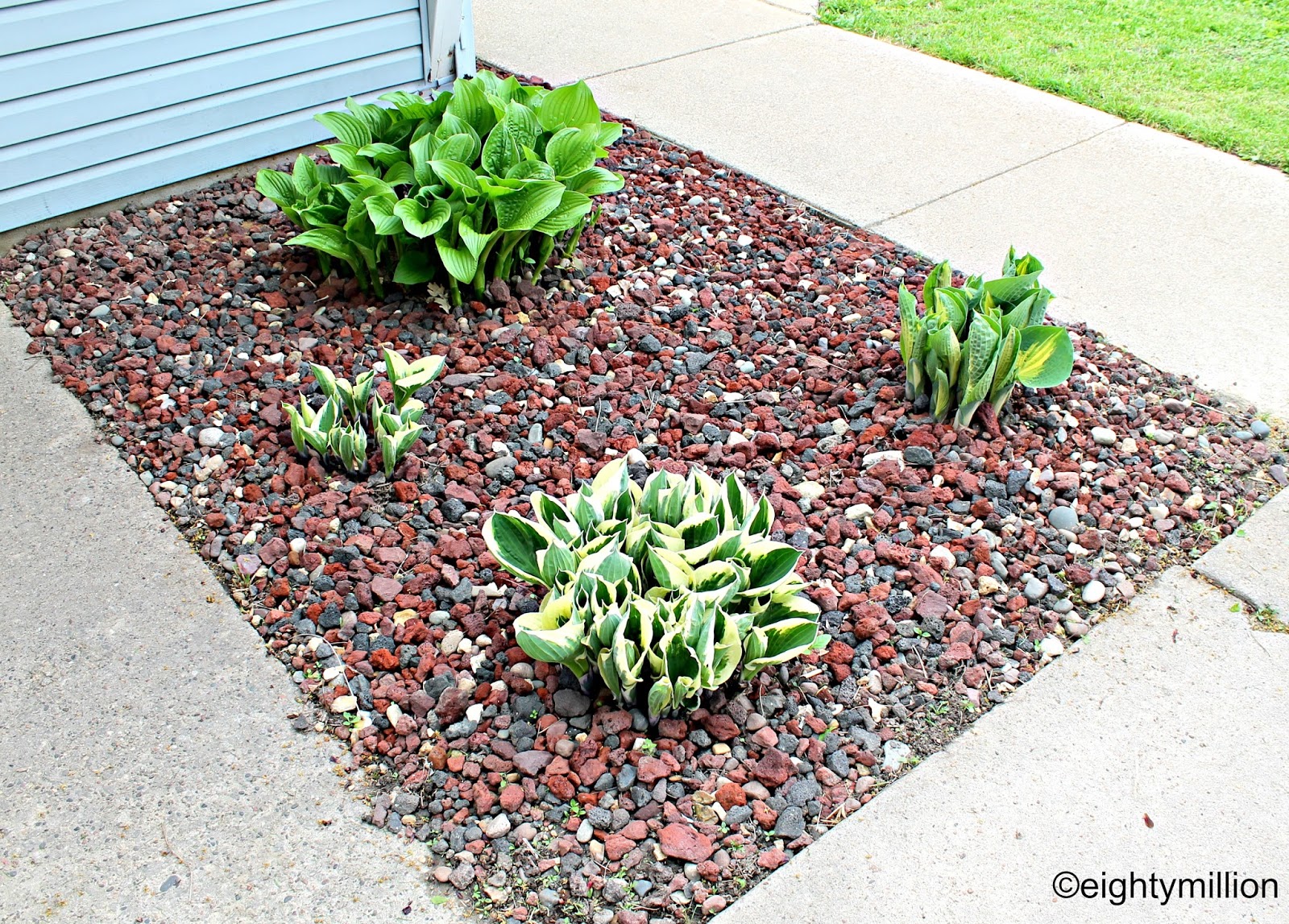 ... My photography and dogs.: DIY Landscaping Tips &amp; Ideas: Hosta Plants