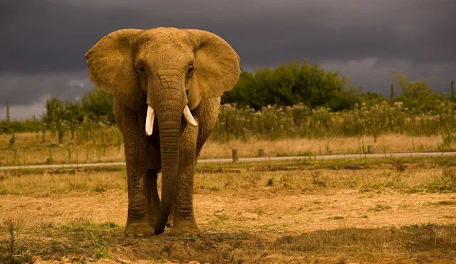 Gambar seekor gajah di tengah gurun sahara