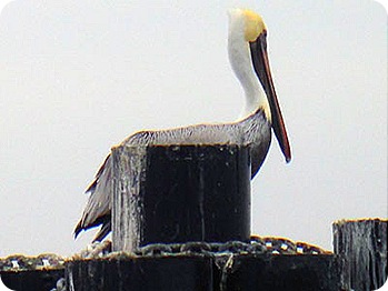 peliguin