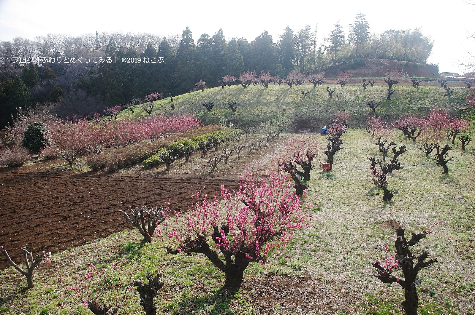 ふわりとめぐってみる 花桃の丘 横浜市青葉区にある桃の花の名所へ行ってきました 19年3月12日時点