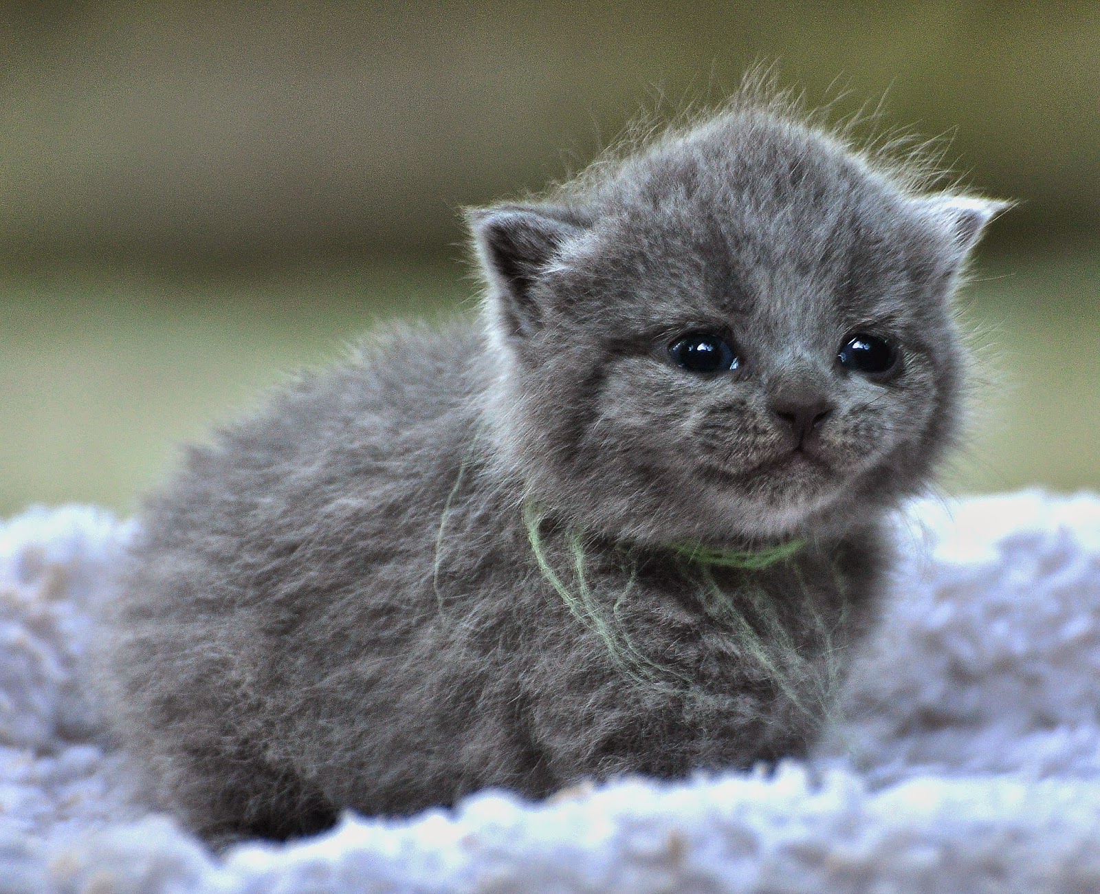 Bayi Kucing Mati Kenapa Sukses Beternak Kucing Ras