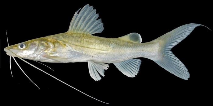 Klasifikasi ikan baung (Mystus Nemurus)  I S I K