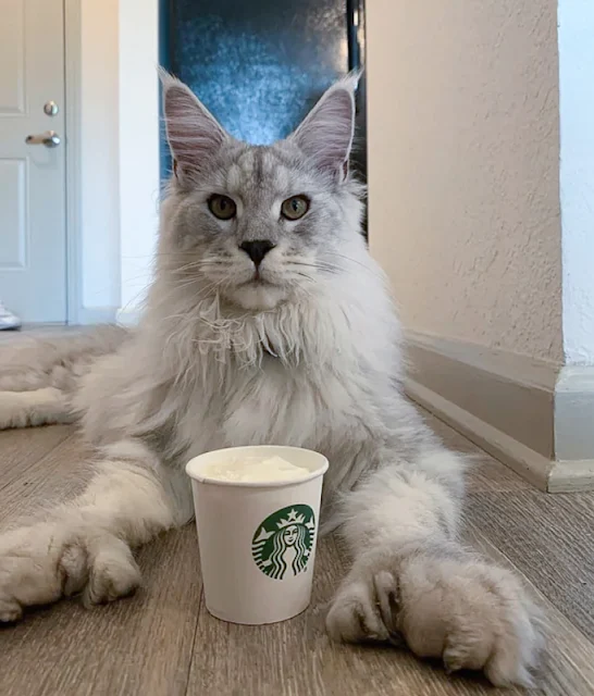 Maine Coon Diggs shows of his outstanding poly feet