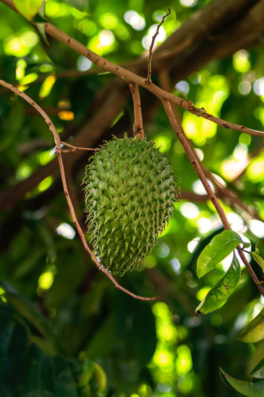 frutas brasil araticum