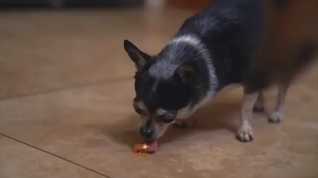 dog won't eat or drink with a cone on